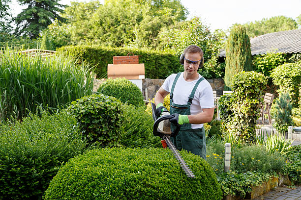 Best Pest Control for Lawns  in Plattsburg, MO